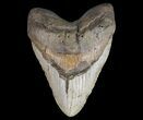 Huge, Megalodon Tooth - North Carolina #66098-2